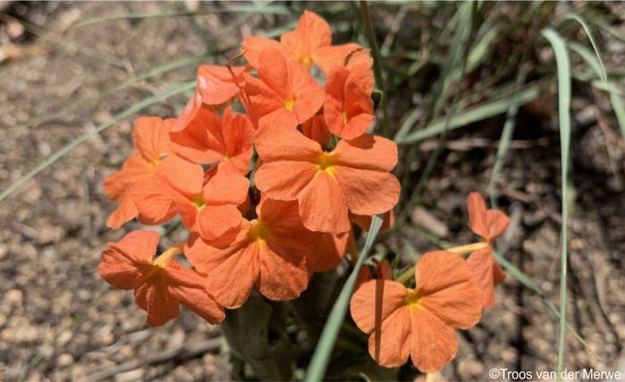 Crossandra greenstockii | PlantZAfrica